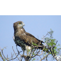 گونه عقاب مارخور Short-toed Eagle